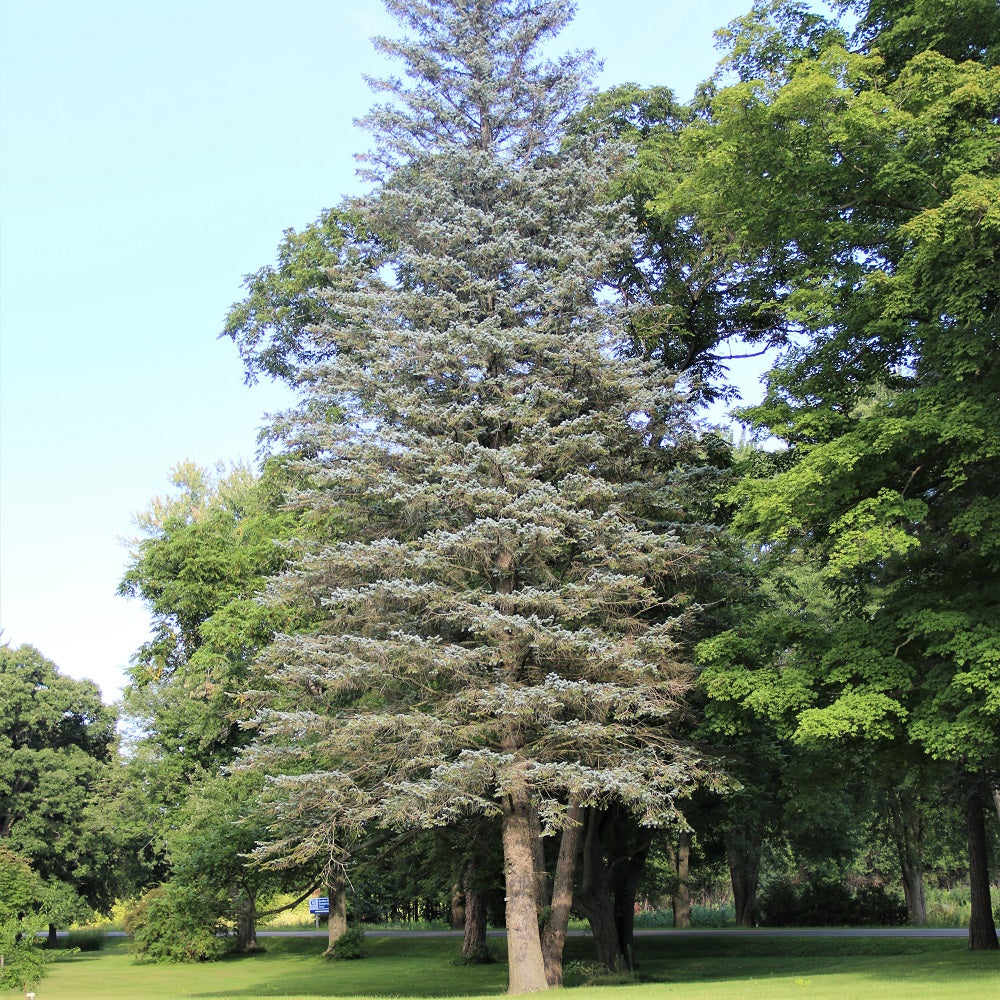 White Spruce tree at St. Williams Nursery