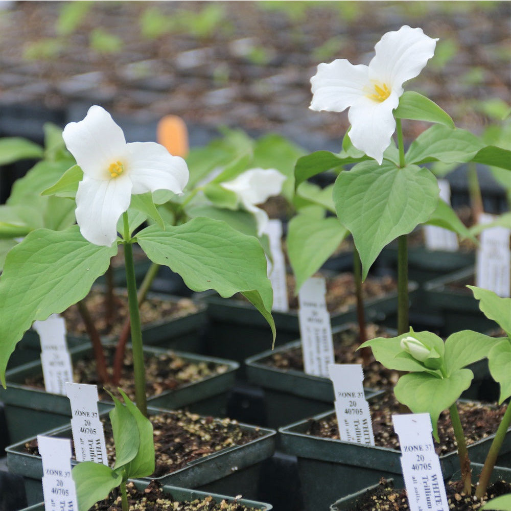 
                  
                    White Trilliums in greenhouse
                  
                