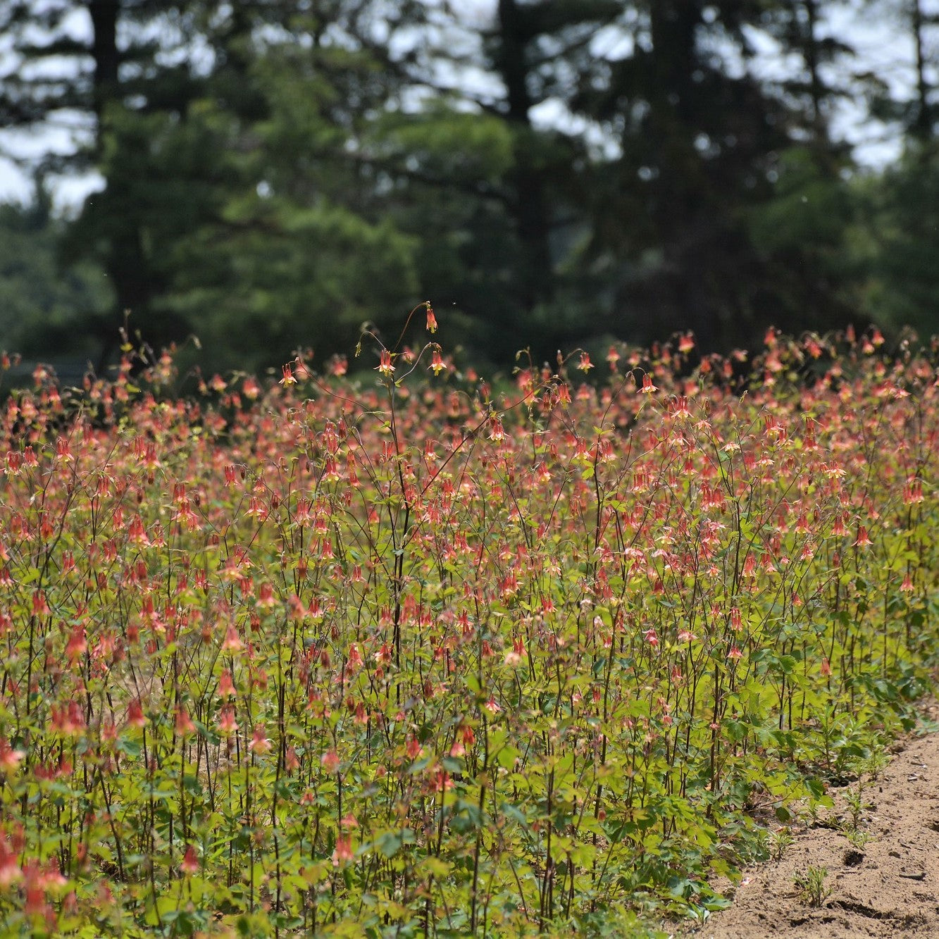 
                  
                    Field of columbine wildflowers
                  
                