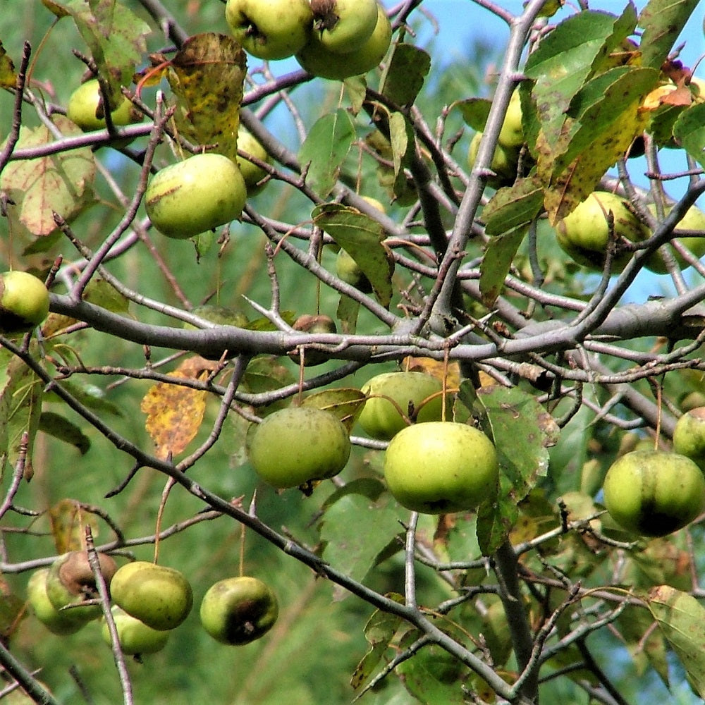 Ontario native Wild crabapple fruit