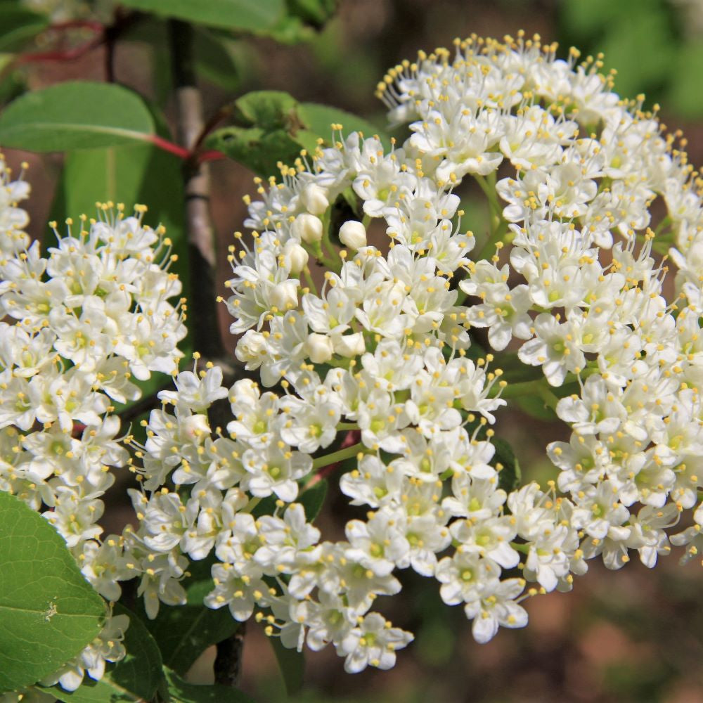 Northern Wild Raisin flowers - Viburnum Ontario shrubs