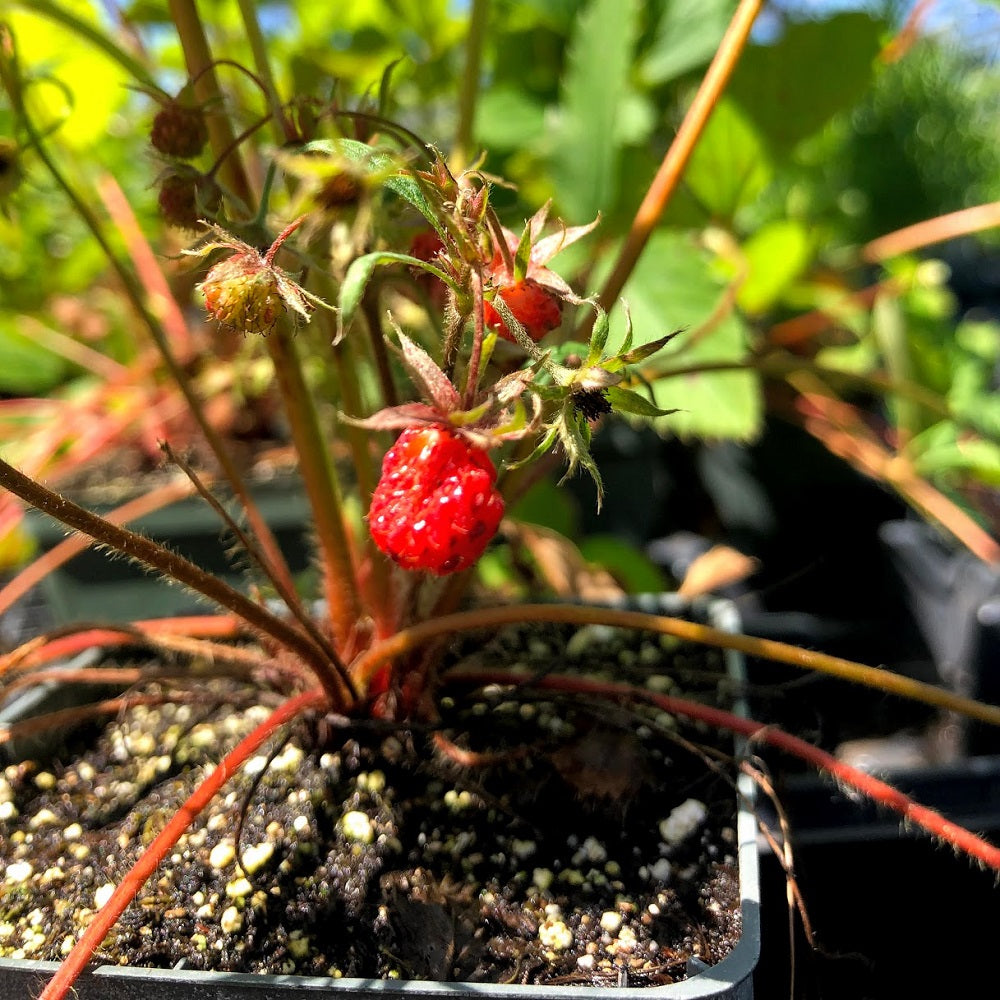 
                  
                    Wild Strawberry
                  
                