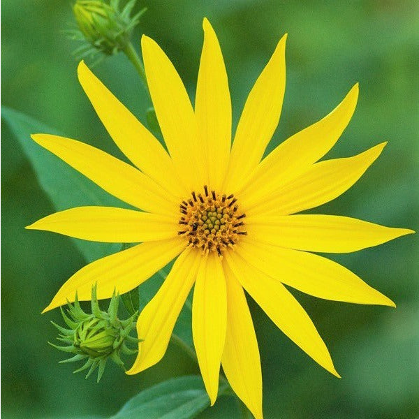 
                  
                    Woodland Sunflower - Helianthus divaricatus
                  
                