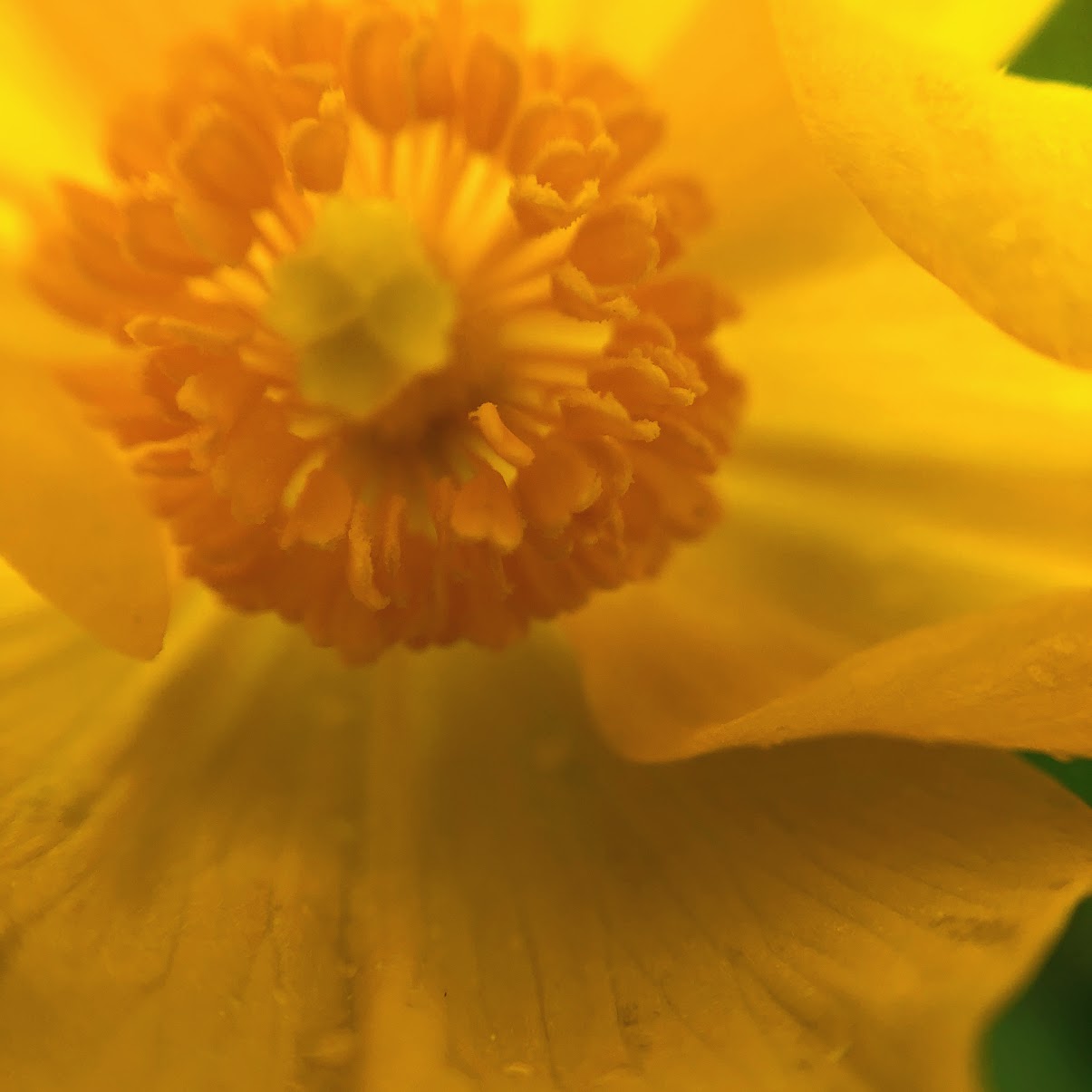 Endangered Wood Poppy Closeup
