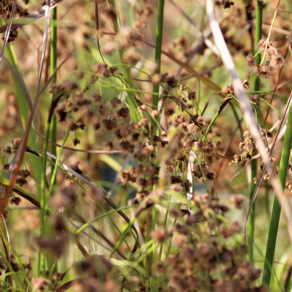 
                  
                    Wool Grass - Scirpus cyperinus
                  
                