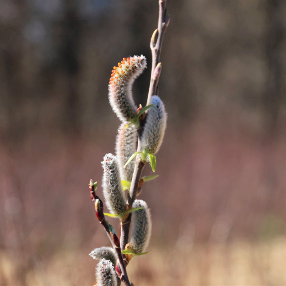 Ontario native Woolly Headed Willow in spring