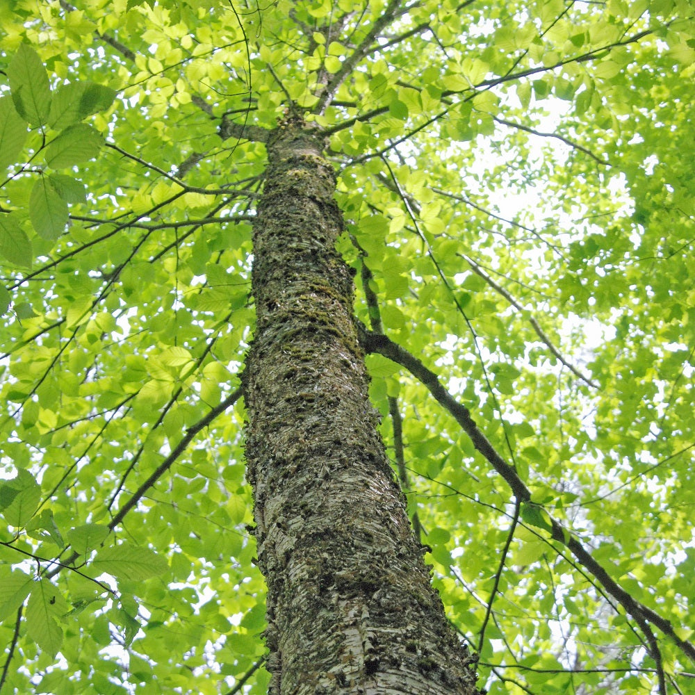 Ontario native Yellow Birch tree - Bark and foliage in summer