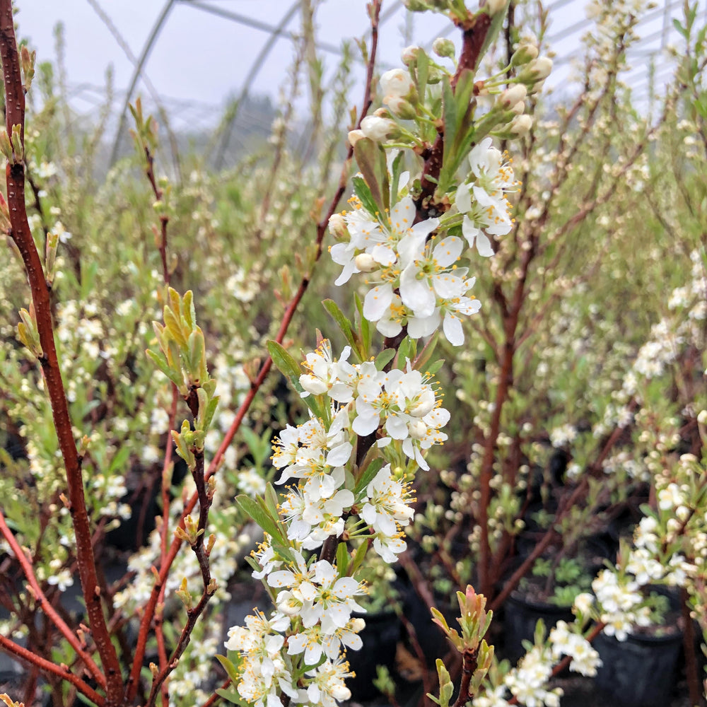 Flowering branches in spring at the nursery