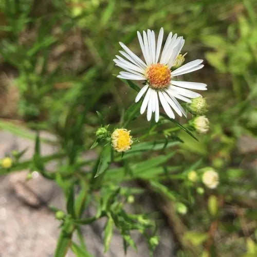 Lance-leaved panicled aster