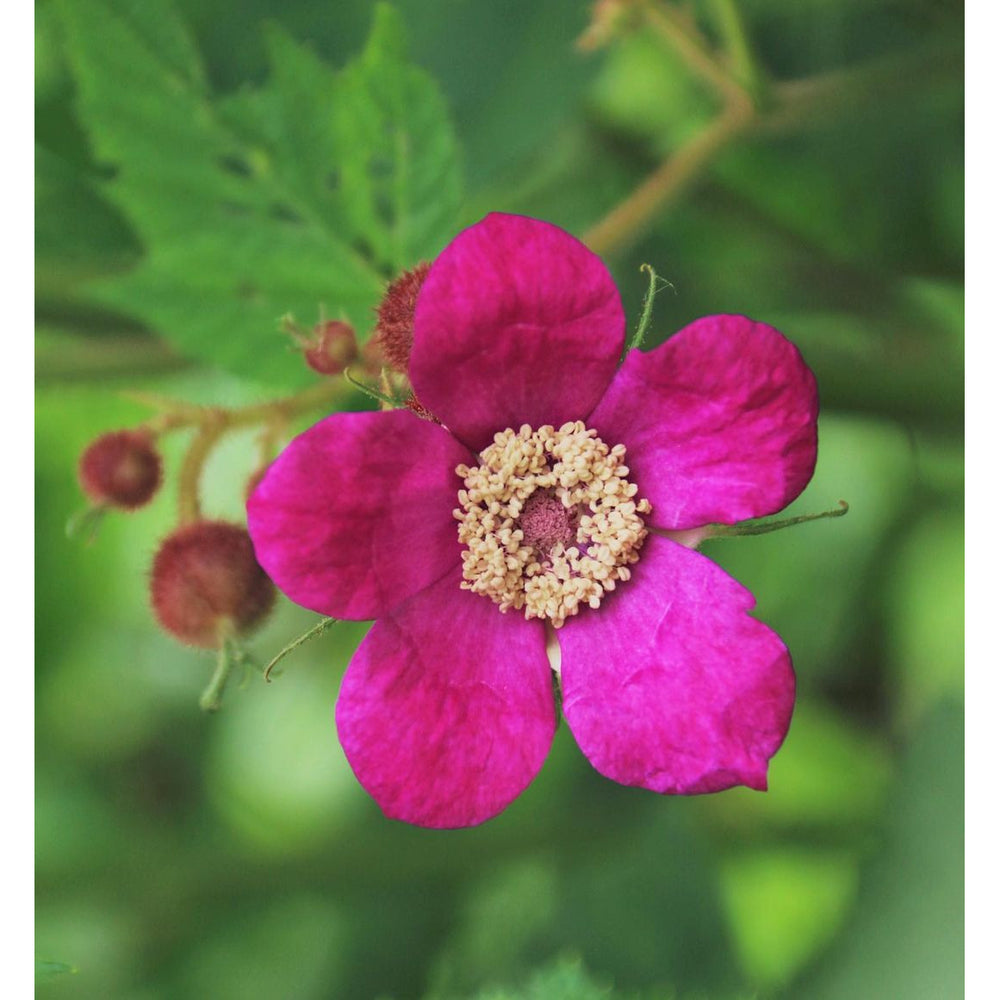 Ontario native Purple Flowering Raspberry shrub - flower closeup in summer