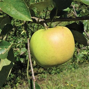 Shizuka apple on tree