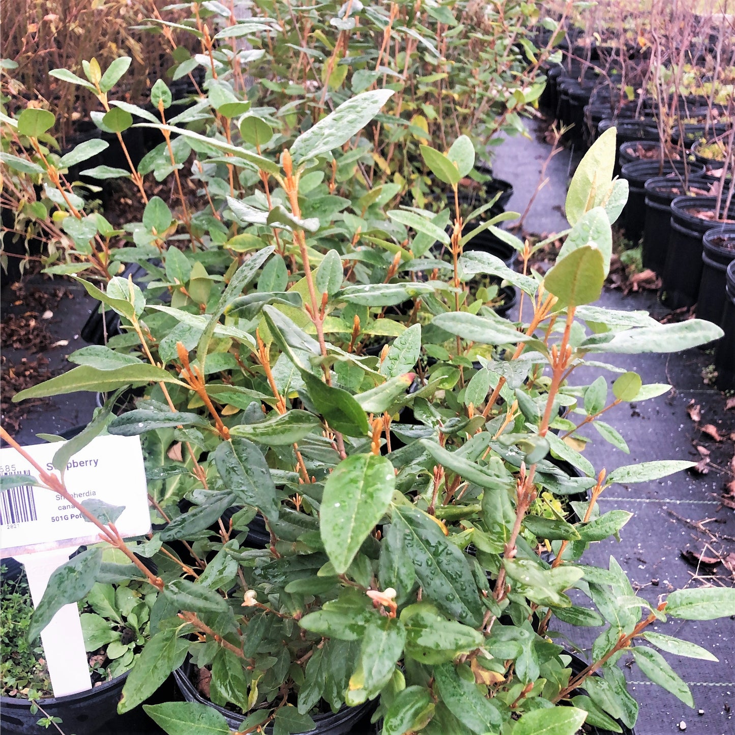 Soapberry (Shepherdia) native shrubs in pots